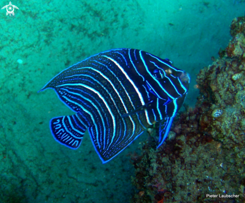 A Pomacanthus semicirculatus | Juvinile Semi-circle angelfish