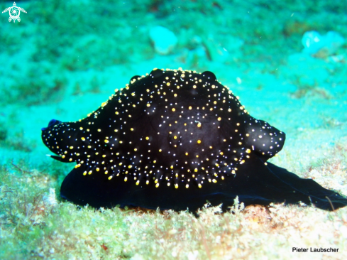 A Ovula ovum  | Eggshell cowry