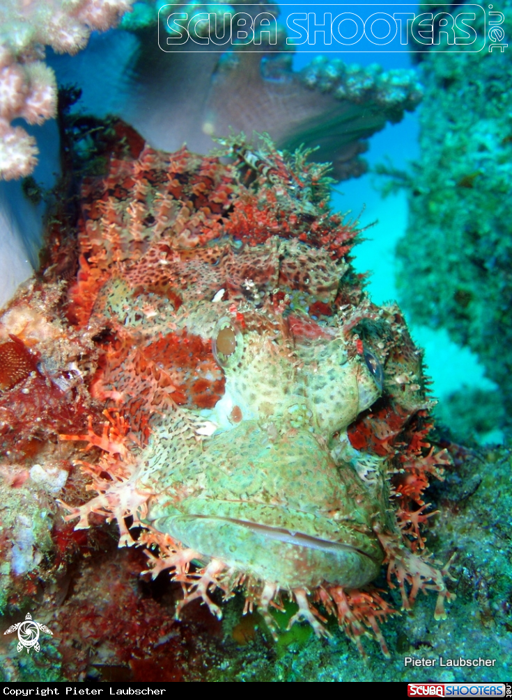A Raggy scorpionfish