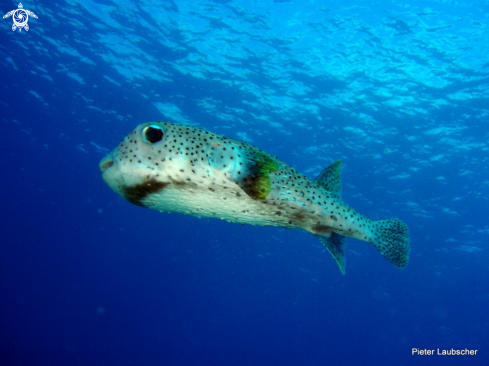 A Shortspine porcupine fish