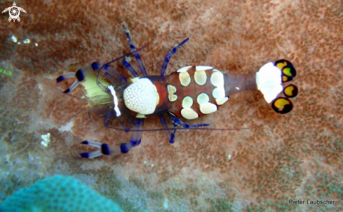 A Periclimenes magnificus  | Magnificent partner shrimp