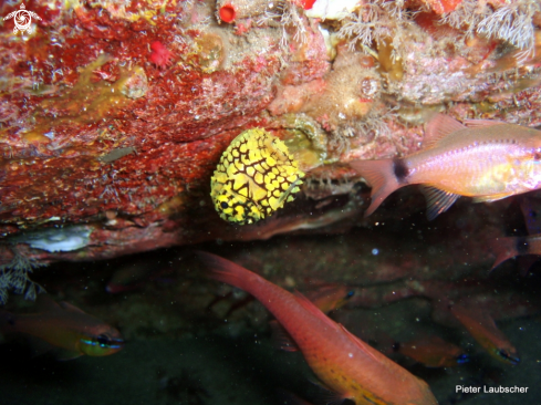 A Cleidopus gloriamaris | Pineapple fish