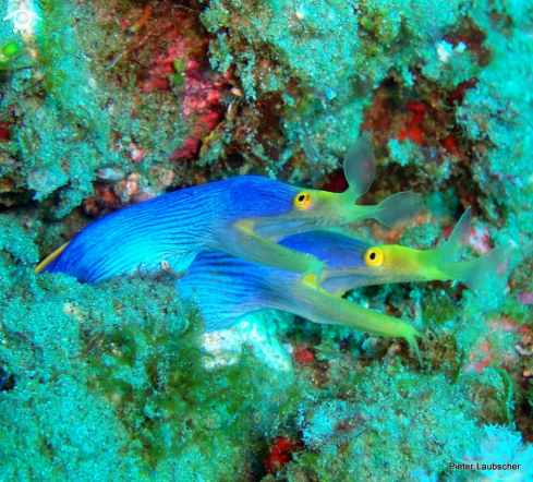 A Ribbon eel