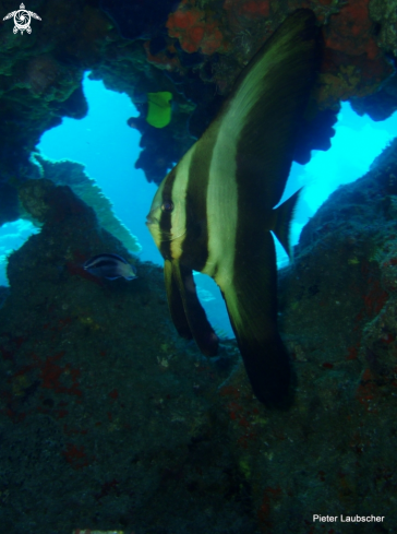 A Juvinile longfin batfish