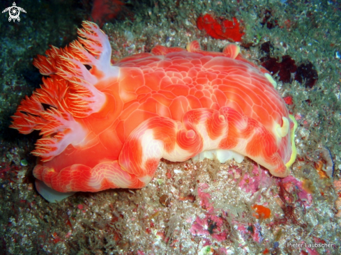 A Hexabranchus sanguineus  | Spanish dancer