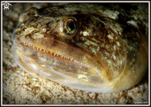 A lizardfish