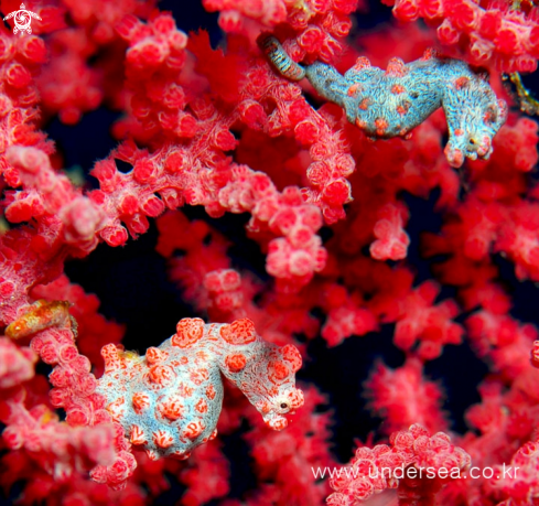 A pygmy seahorse