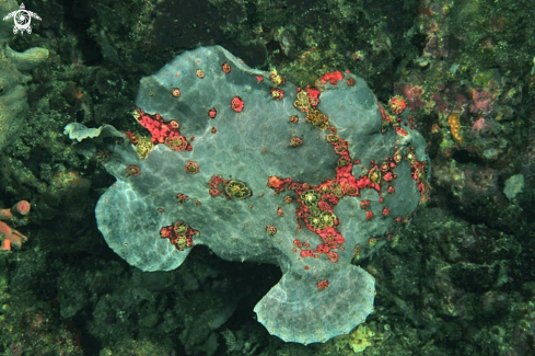 A frogfish