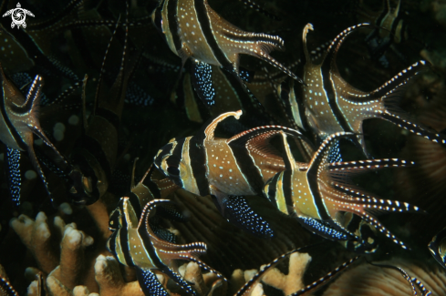 A Banggai Cardinal Fish