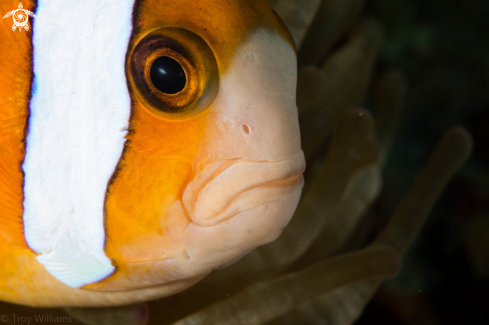 A Anemone Fish