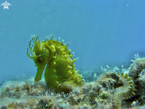 A sea horse 