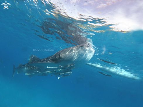 A Rhincodon Typus | Whaleshark