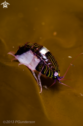 A Chromopleustes oculatus | Black and White Sea Flea