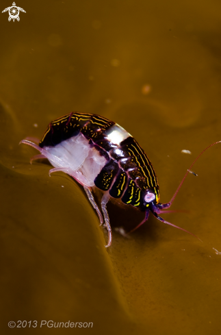 A Black and White Sea Flea