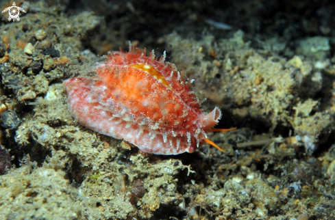 A cowrie