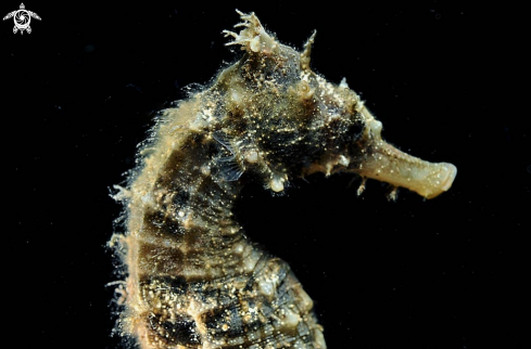 A sea horse