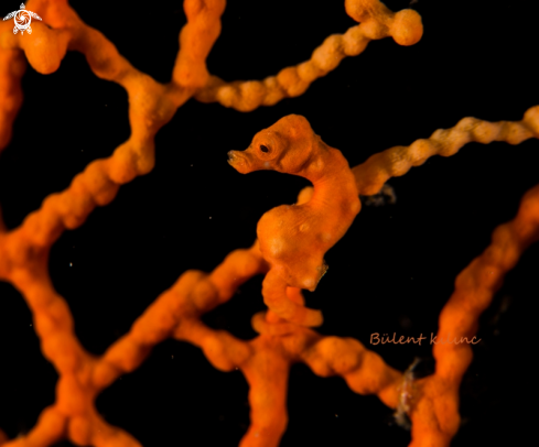 A Pigmy Sea Horse