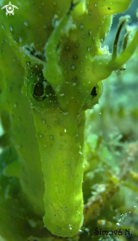 A sea horse 