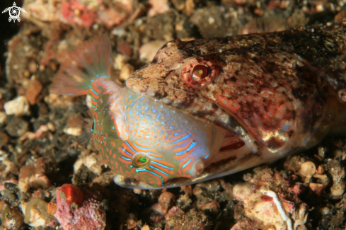 A Synodontidae | Lizard Fish