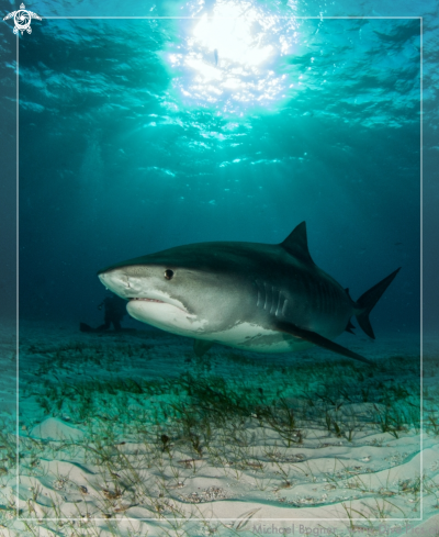 A Galeocerdo cuvier | Tiger Shark