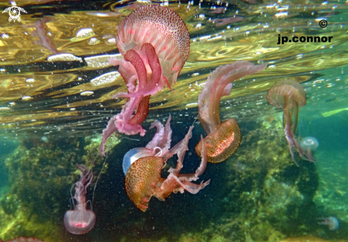 A Méduse Pélagique