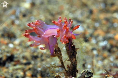 A nudibranch