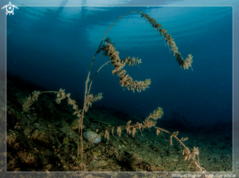 A underwater creature