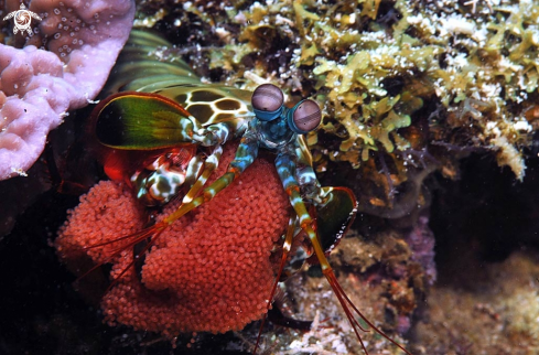 A Mantis shrimp