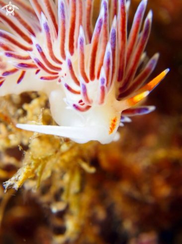 A Nudibranch