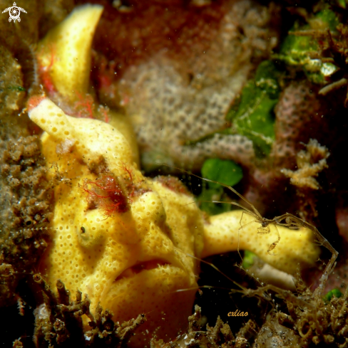 A Frog Fish and Skeleton Shrimp