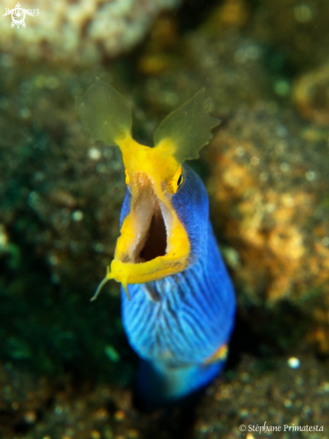 A Ribbon eel