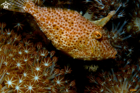 A Filefish