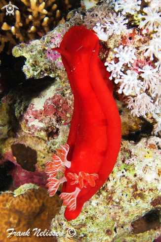 A Spanish dancer