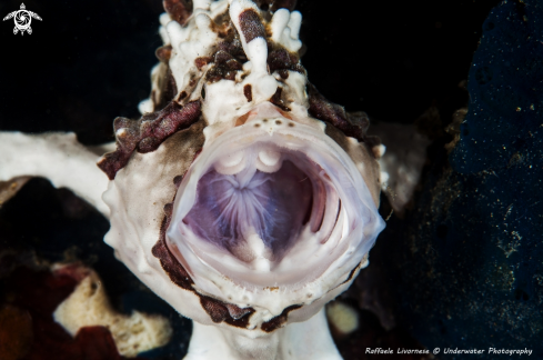 A Frog fish | Frog fish