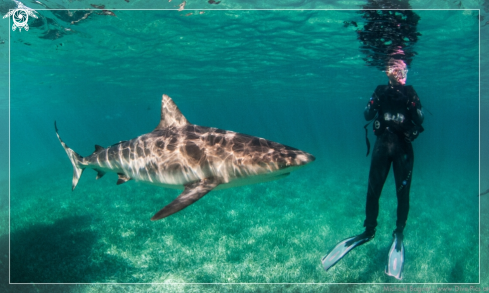 A Carribean Reef Shark