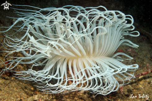 A tube anemone