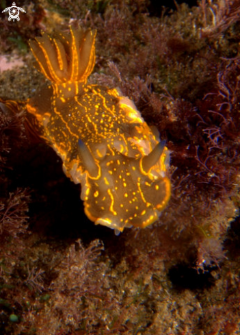 A hypselodoris