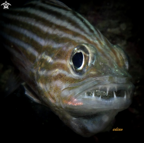 A Cardinal Fish