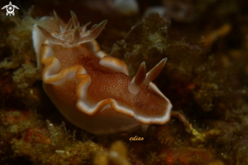 A Nudibranch