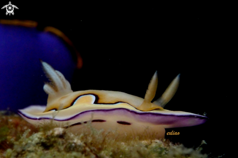 A Nudibranch