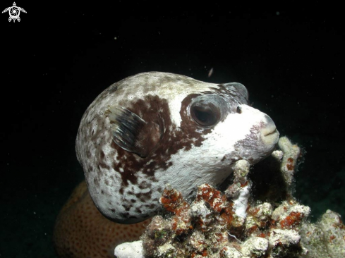 A puffer fish