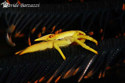 A Crinoid's yellow crab