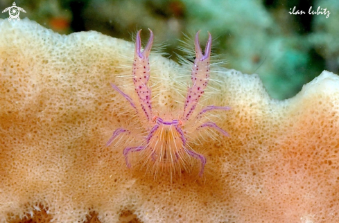 A Pink squat lobster