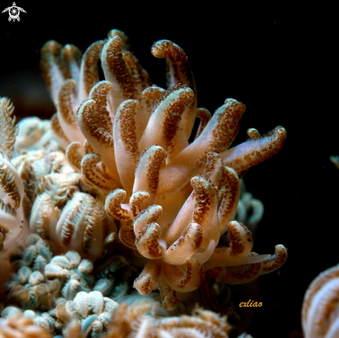 A Nudibranch