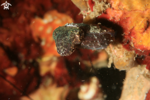 A Sepiida Zittel | Cuttlefish