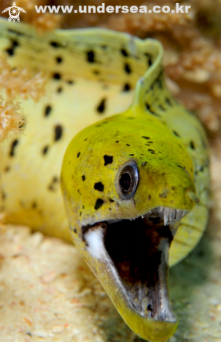 A  moray eel