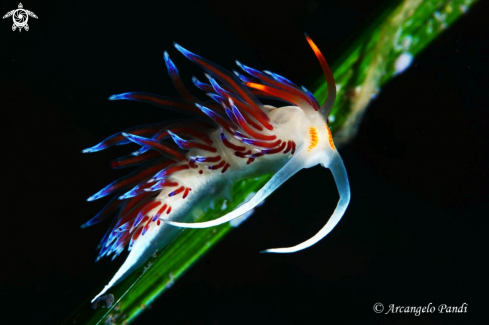 A Cratena Peregrina