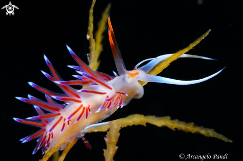 A Flabellina Cratena Peregrina | Flabellina Cratena Peregrina