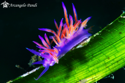 A Flabellina Affinis