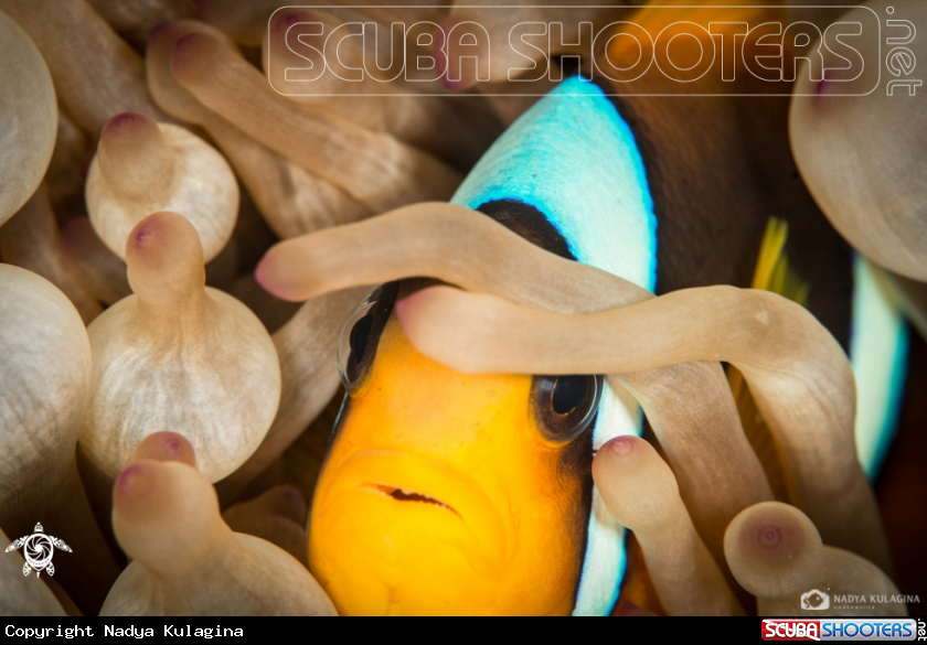A Anemone fish
